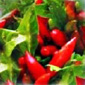 Descrizione: Descrizione: Descrizione: Descrizione: Descrizione: D:\backup disco E\04_LA_TORRE_SITO\archivio\corso_cucina_2\capriccio_ico.jpg