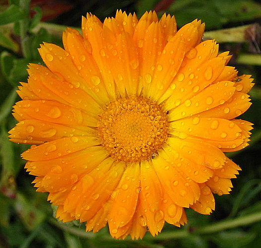 Descrizione: Descrizione: Descrizione: Descrizione: Descrizione: Descrizione: Descrizione: Descrizione: Descrizione: D:\backup disco E\04_LA_TORRE_SITO\archivio\macchelli_2\03 calendula.jpg