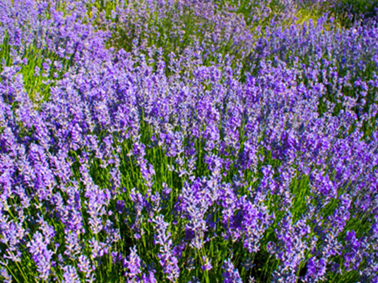 Descrizione: Descrizione: Descrizione: Descrizione: Descrizione: Descrizione: Descrizione: Descrizione: Descrizione: D:\backup disco E\04_LA_TORRE_SITO\archivio\macchelli_2\05 lavanda.jpg