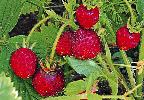 Descrizione: Descrizione: Descrizione: D:\backup disco E\04_LA_TORRE_SITO\archivio\macchelli_3\06 fragola.jpg