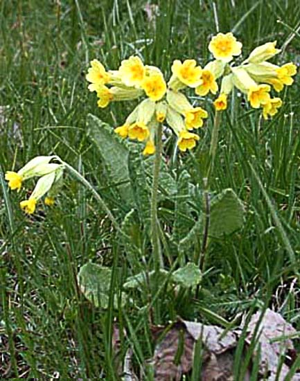 Descrizione: D:\backup disco E\04_LA_TORRE_SITO\archivio\macchelli_3\09 primula.jpg